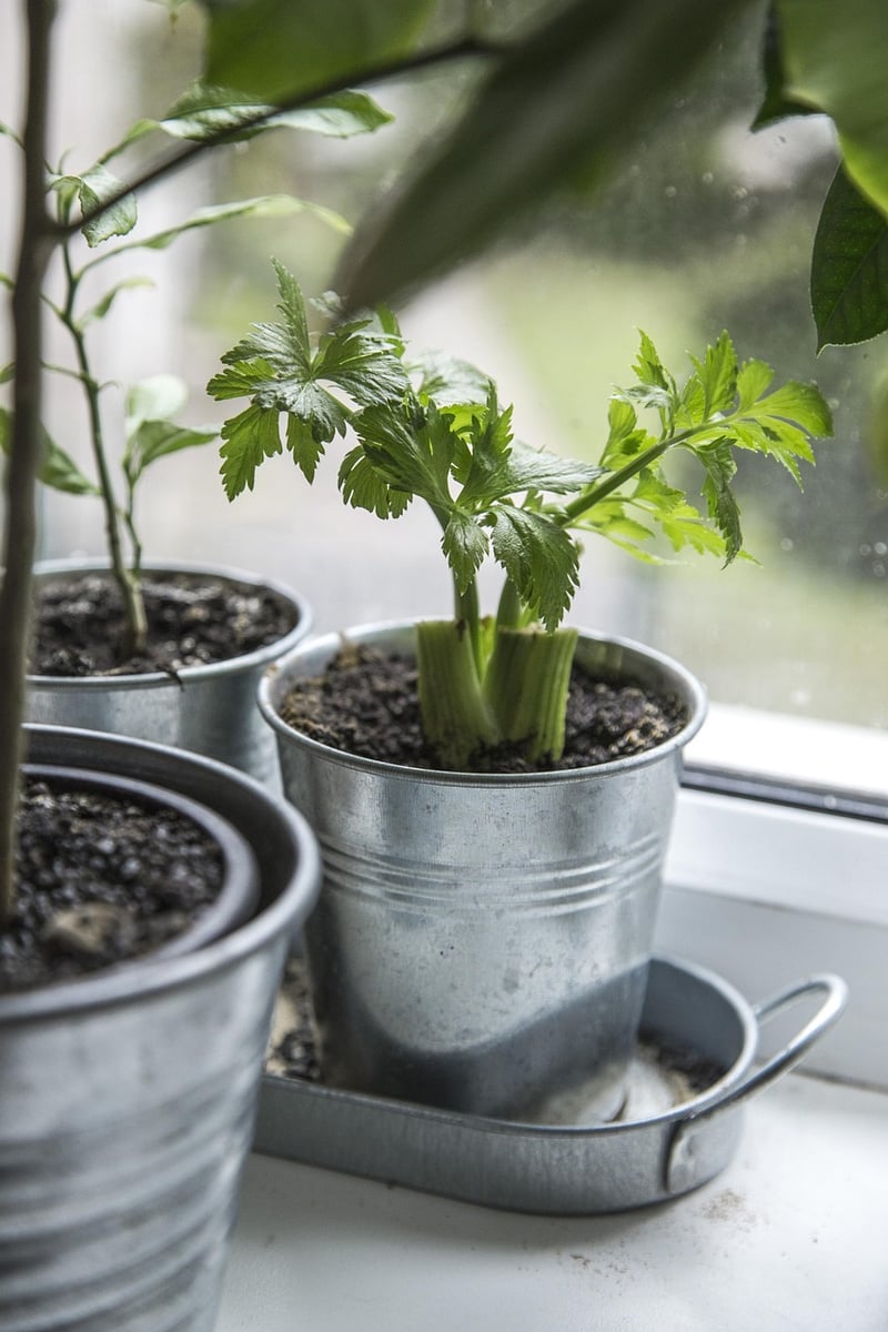 Indoor Herb Growing