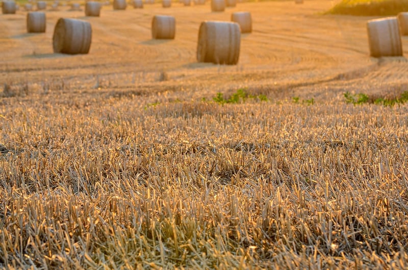 Collective Harvesting