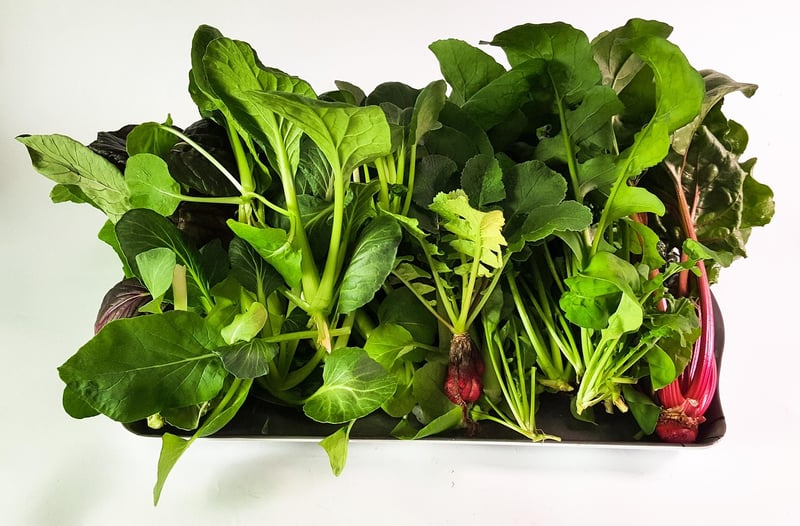 Vertical Hydroponics System